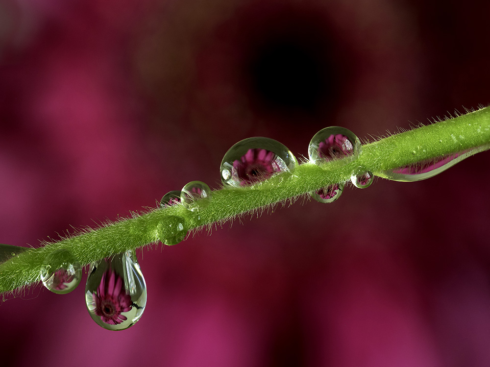 Water Drops by Ruth Mayer (Group 63)